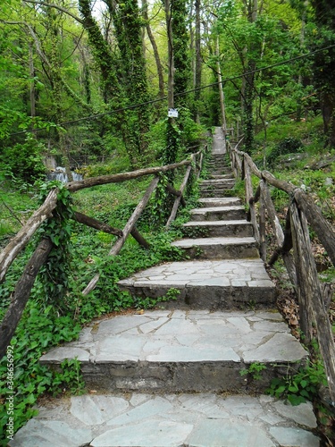 wooden bridge in the forest