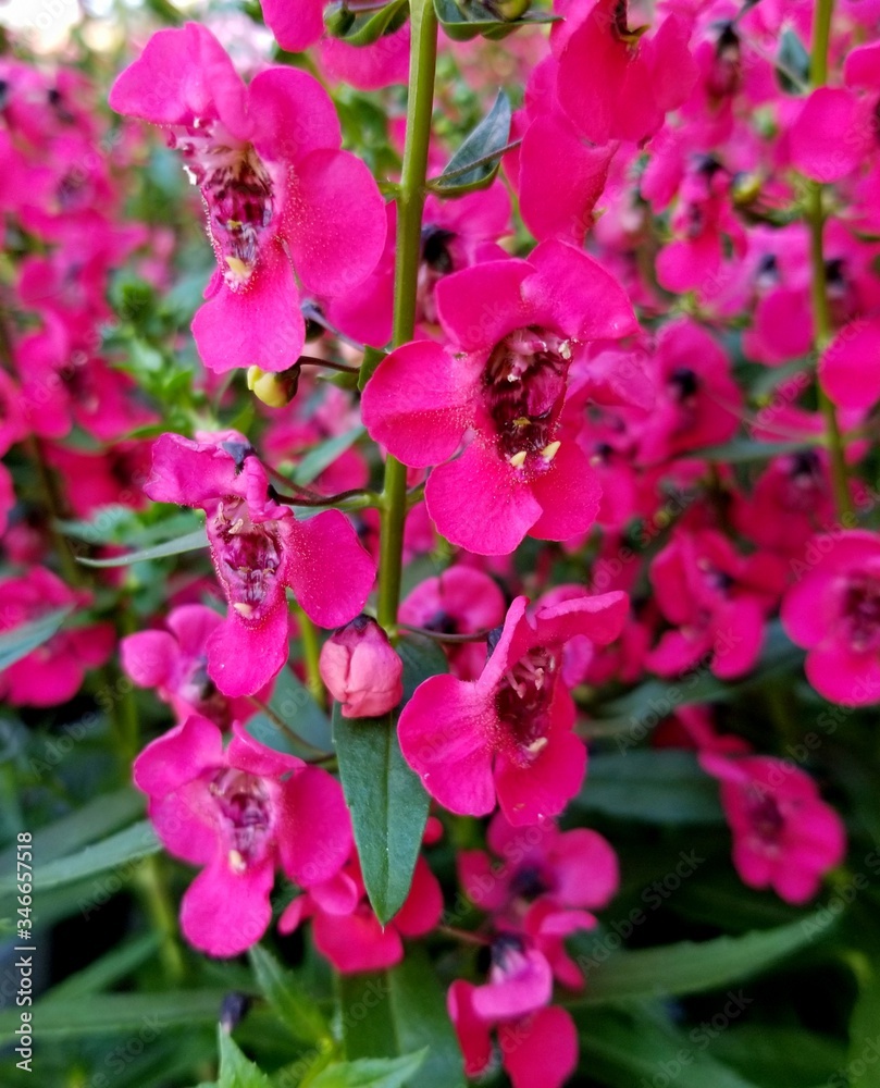 Obraz premium Bright pink color of Angelonia tiny flowers