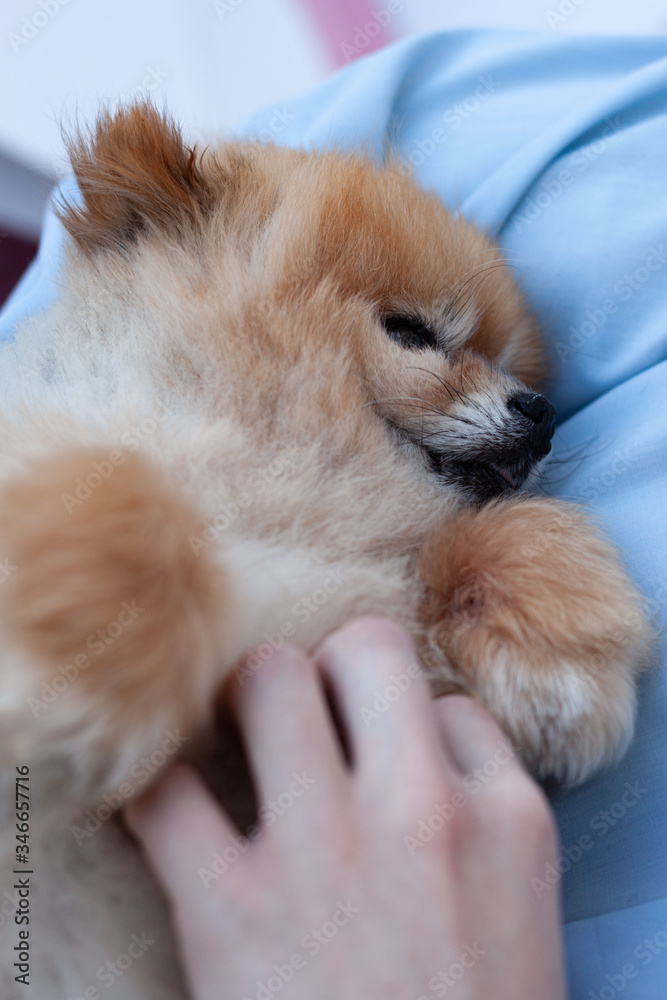 Red mini Pomeranian on the hands of a close up you can see the muzzle and front paws