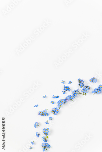 Macro Close Up of Adorable Tiny Blue Forget Me Not Flowers on White Background