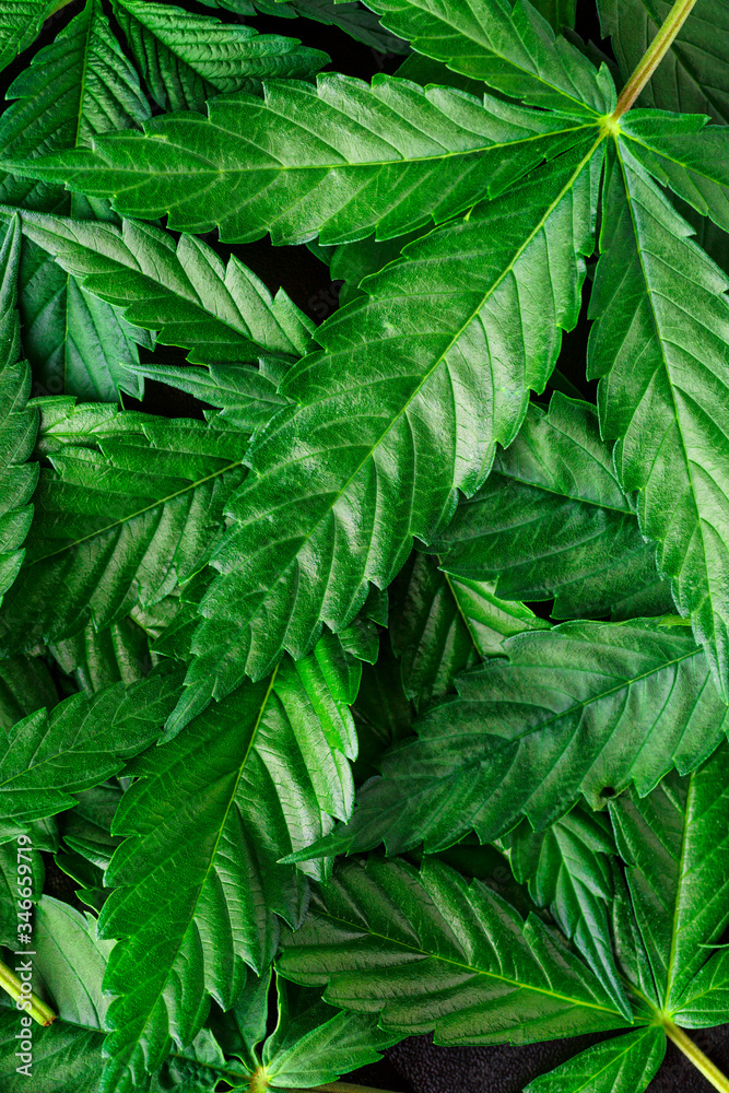 Cannabis is a standoff between a drug and a medicine. Green background of leaves.Close-up young hemp. Medicinal indica with CBD.