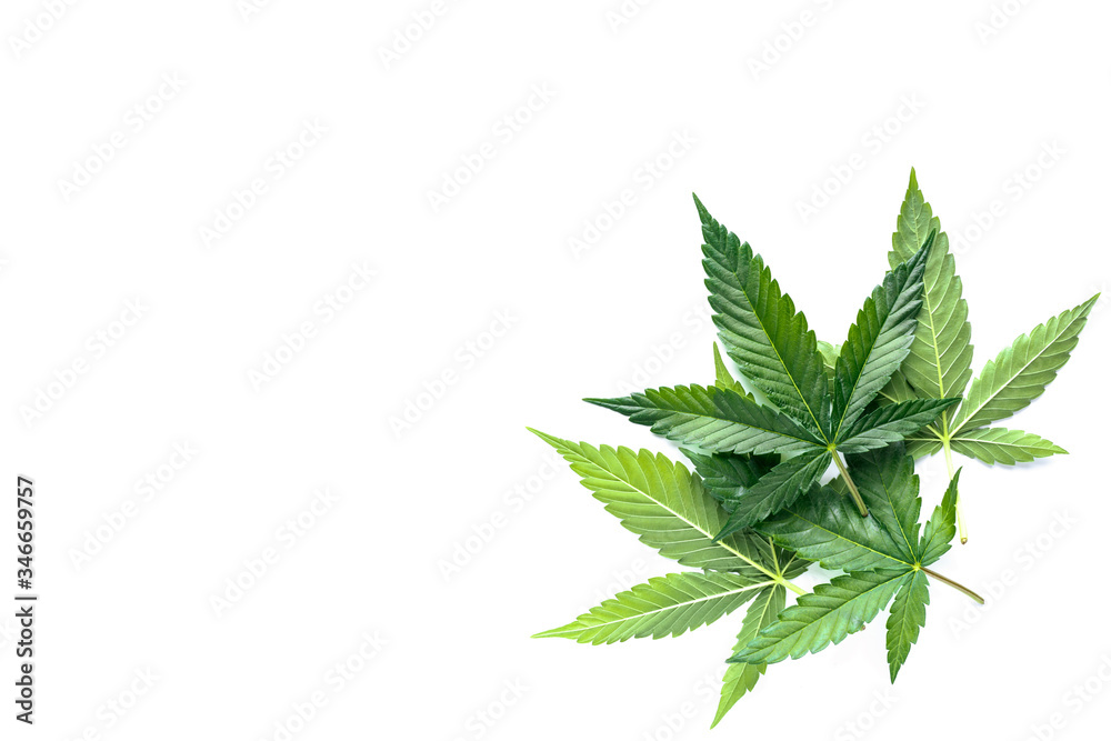 Cannabis is a standoff between a drug and a medicine. Green background of leaves.Close-up young hemp. Medicinal indica with CBD.Green cannabis leaves isolated on white background. Cannabis is a standoff between a drug and a medicine. Green background of leaves.Close-up young hemp. Medicinal indica with CBD.Green cannabis leaves isolated on white background.
