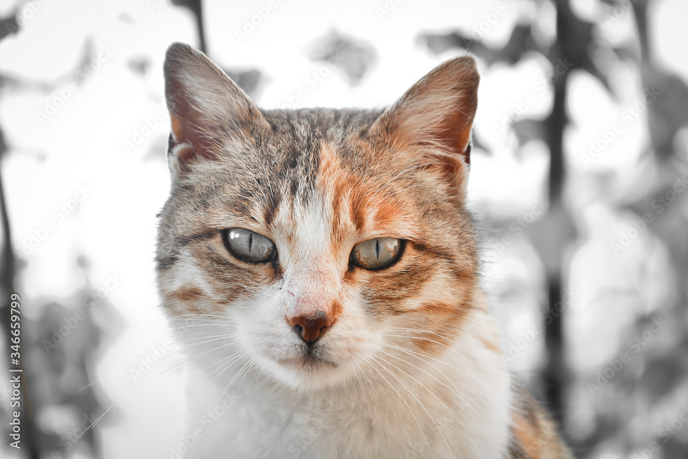 tame cute angry sharp-looking domestic cat, pet, wild-looking cat