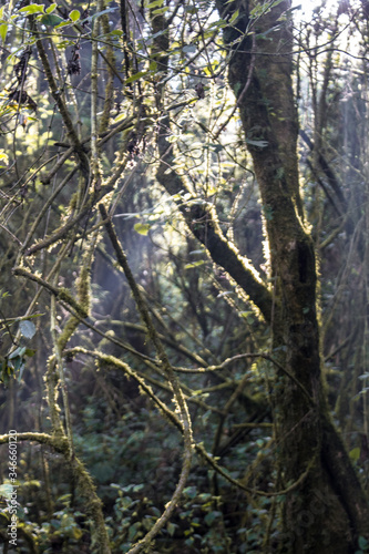 BOSQUE