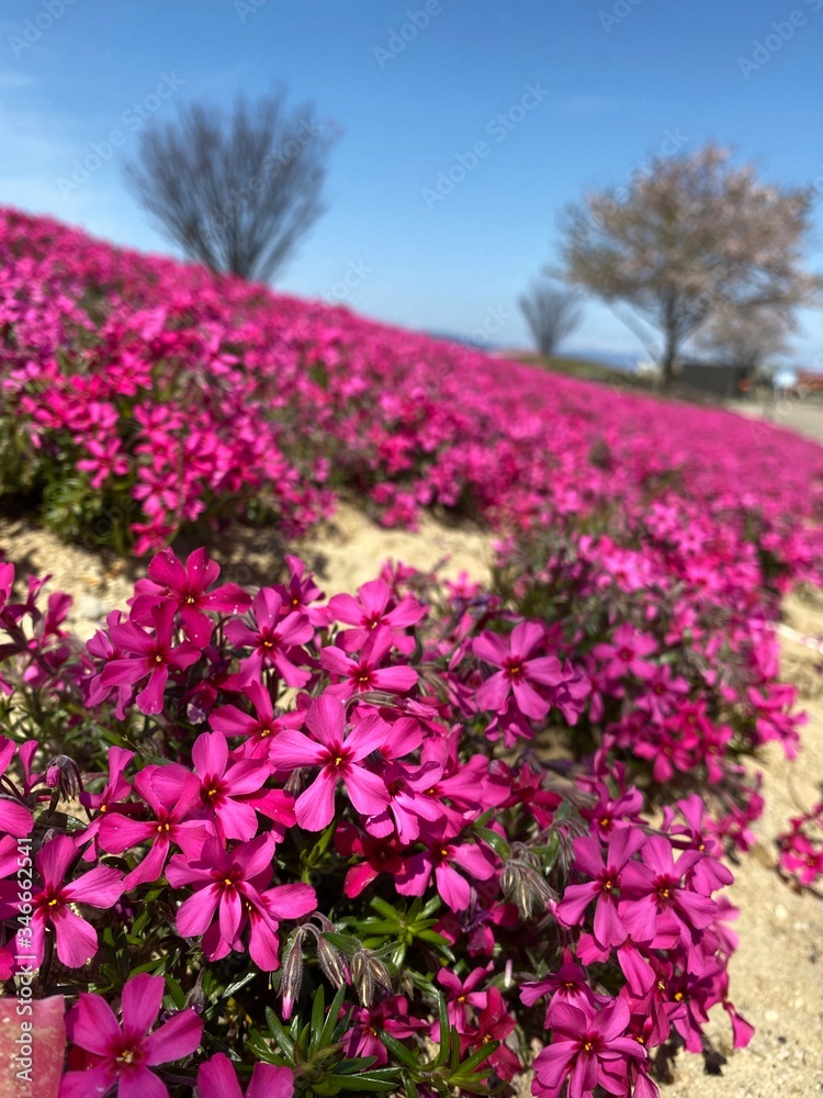 芝桜 春 ピンク シバザクラ 芝桜 春 ピンク シバザクラ