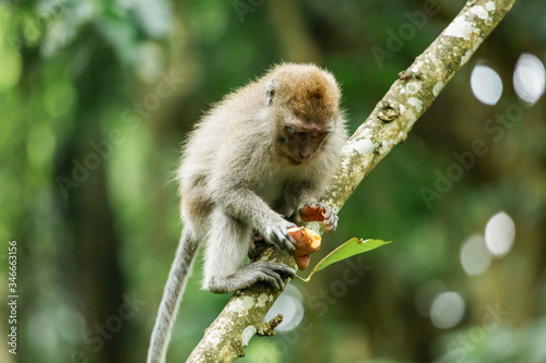 monkeys in the forests of asia