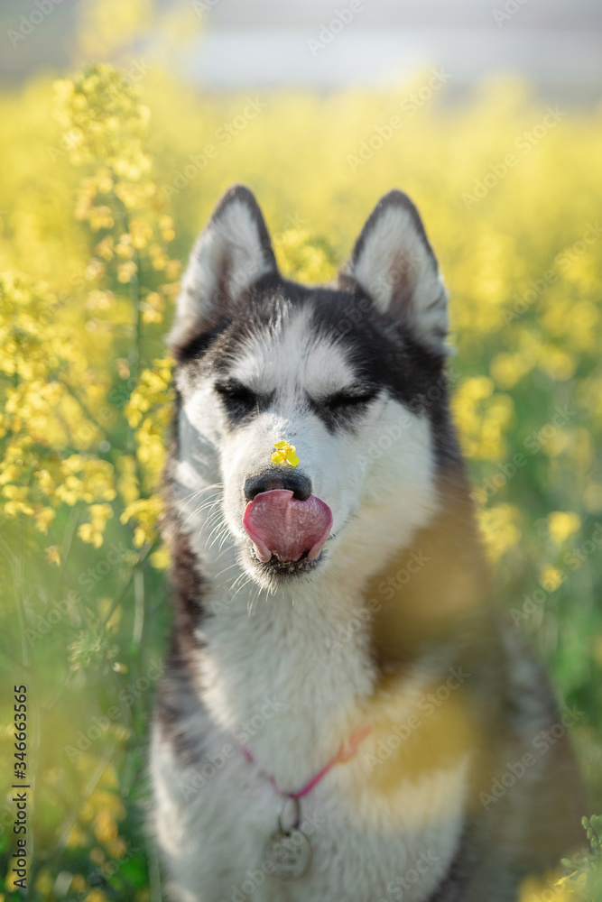 Obraz premium dogs husky rapeseed field summer is Sunny