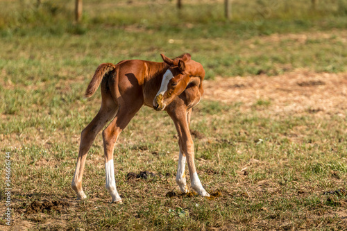 Horse foal in the farm © WildGlass Photograph
