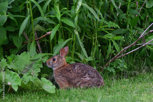 rabbit in the grass © Spencer