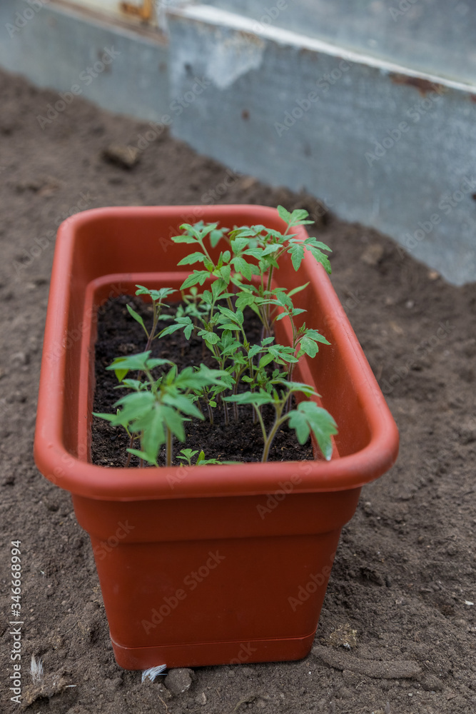 Potted tomato seedlings ready for planting in the greenhouse. Potted tomato seedlings ready for planting in the greenhouse.