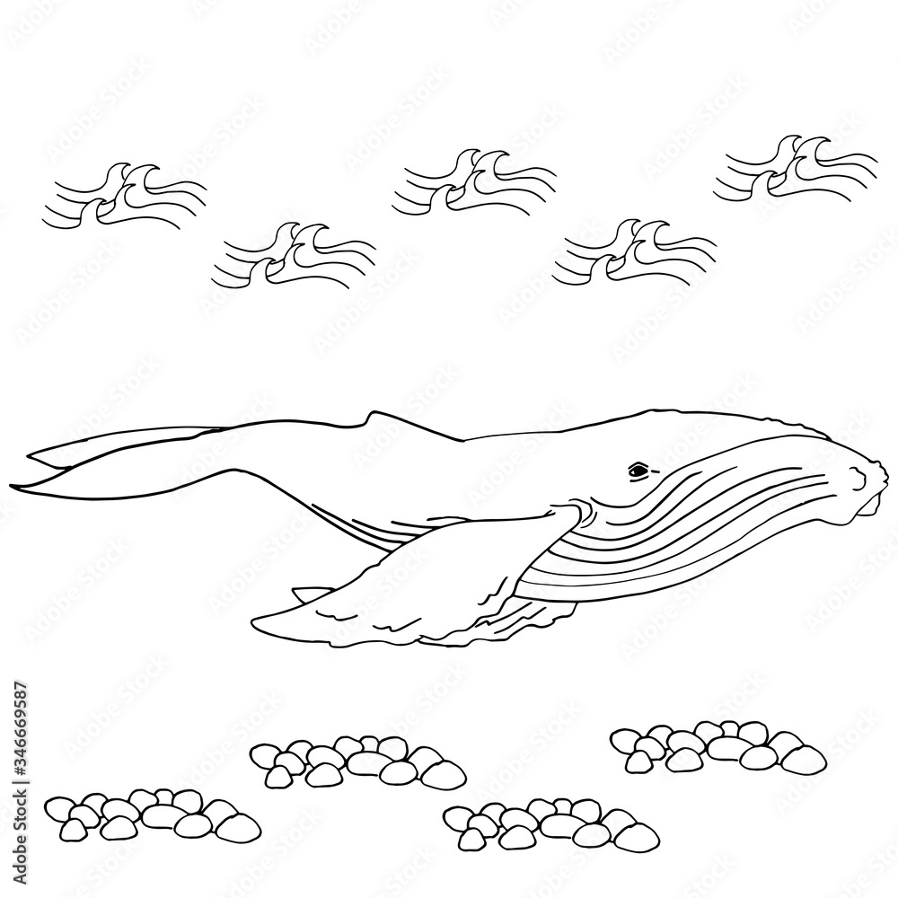 Outline whale on white isolated backdrop. Ocean mammal for gift card, tattoo parlor or pet shop logo, diving club emblem, bath tile. Phone case or cloth print. Doodle style stock vector illustration