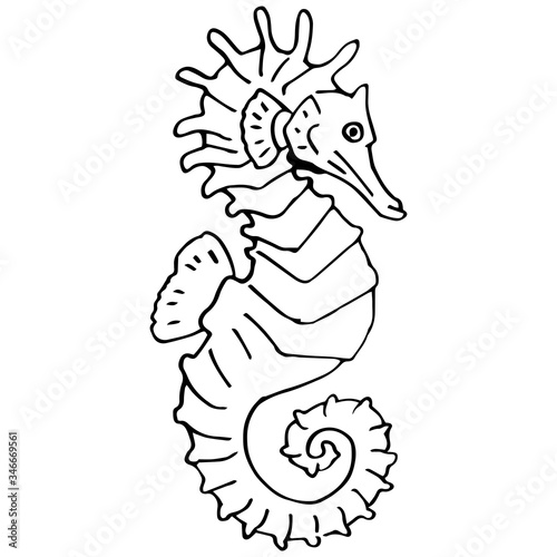 Outline seahorse on white isolated backdrop. Sea dragon for gift card, tattoo parlor or pet shop logo, diving club emblem, bath tile. Phone case or cloth print. Doodle style stock vector illustration