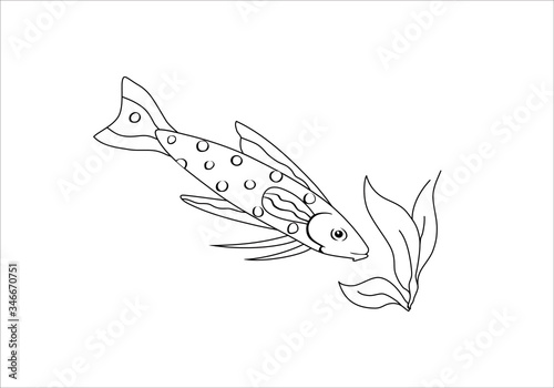 Exotic fish vector illustration isolated on white background. Tatia.