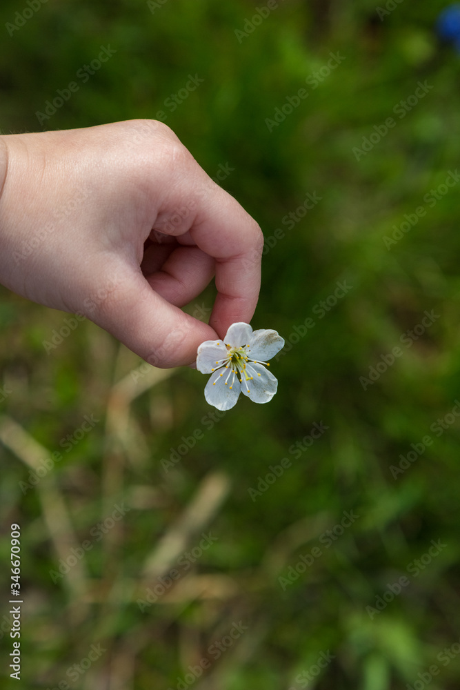 Child Hand Holding Apple Blossoms Child Hand Holding Apple Blossoms