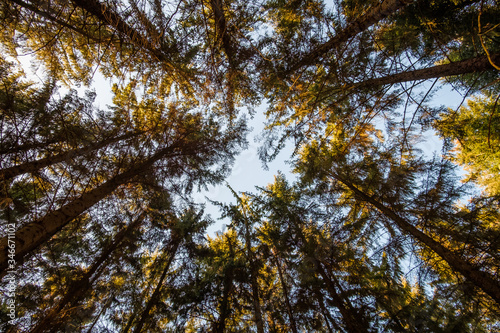 A view up to the treetops in the middle of a forest on a beautiful sunny day.