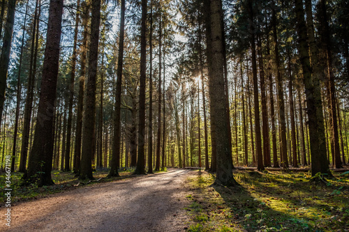 Fototapeta Naklejka Na Ścianę i Meble -  A path in a forest with the sun shining thru the trees.