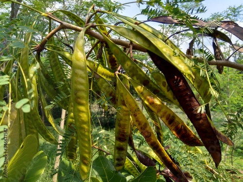 Leucaena leucocephala (jumbay, river tamarind, subabul, white popinac, white leadtree, Mimosa leucophala, Mimosa glauca Koenig) or can also be called chinese petai, kemlandingan, and lamtoro. photo