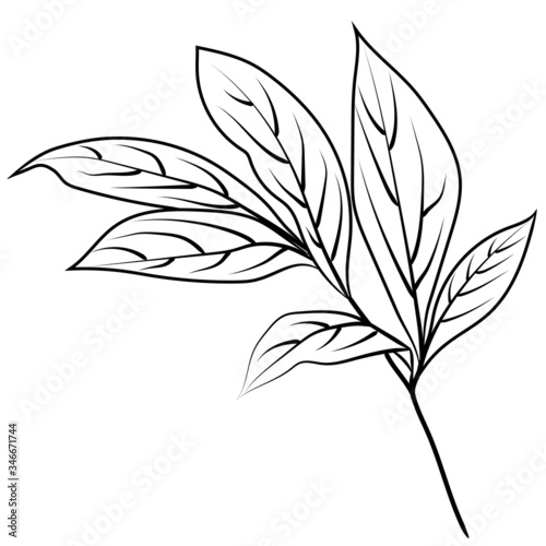 Vector branches and leaves. Hand drawn floral elements. Perfect for logo, pattern, print, packaging, wrapping paper. Botanical illustrations. © Tiana_Geo
