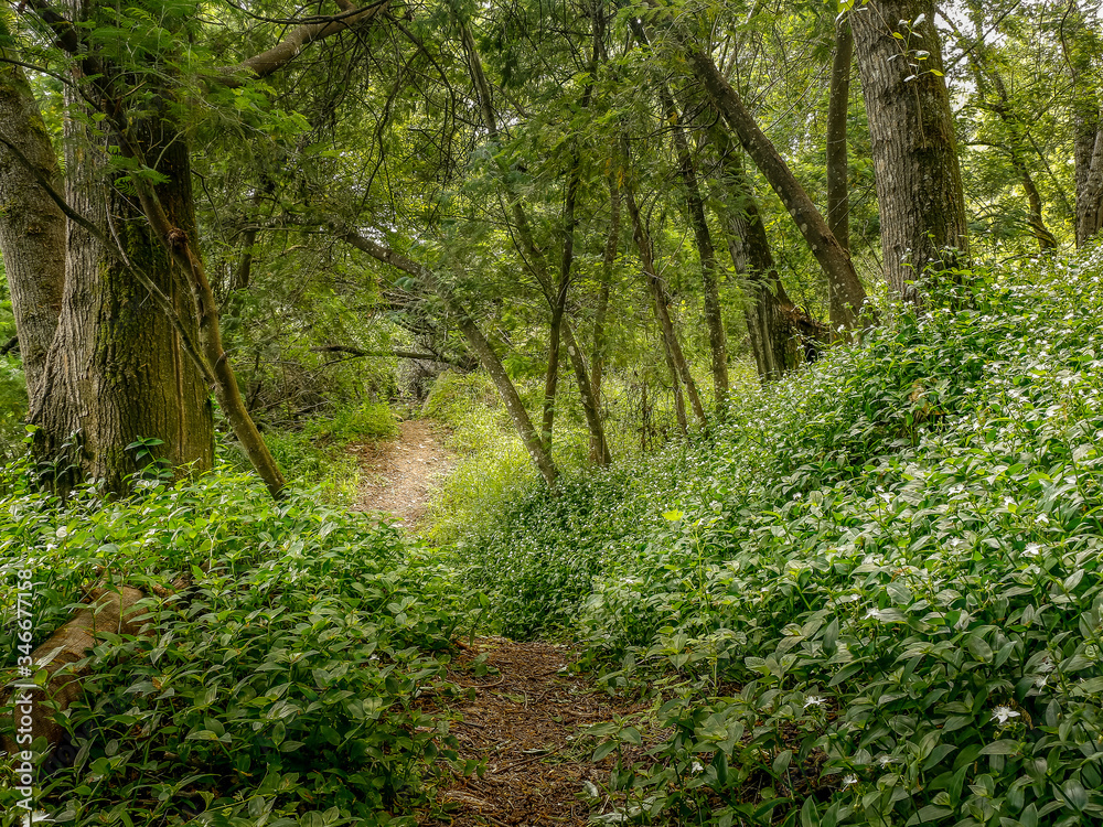Forest trail with green vegetation and beautiful trees