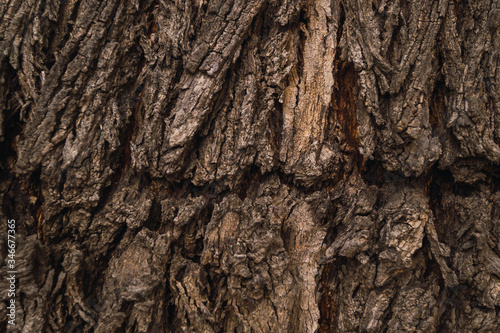 tree bark texture