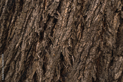 tree bark texture 2