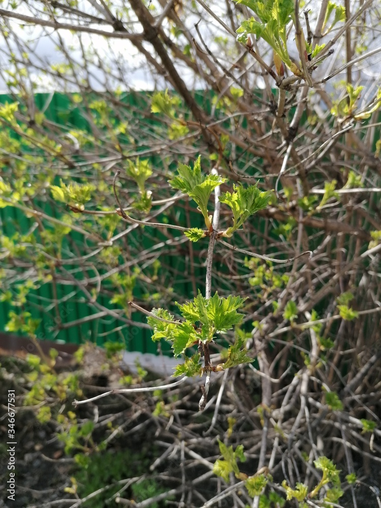 Budding leaves of trees in spring. Budding leaves of trees in spring.