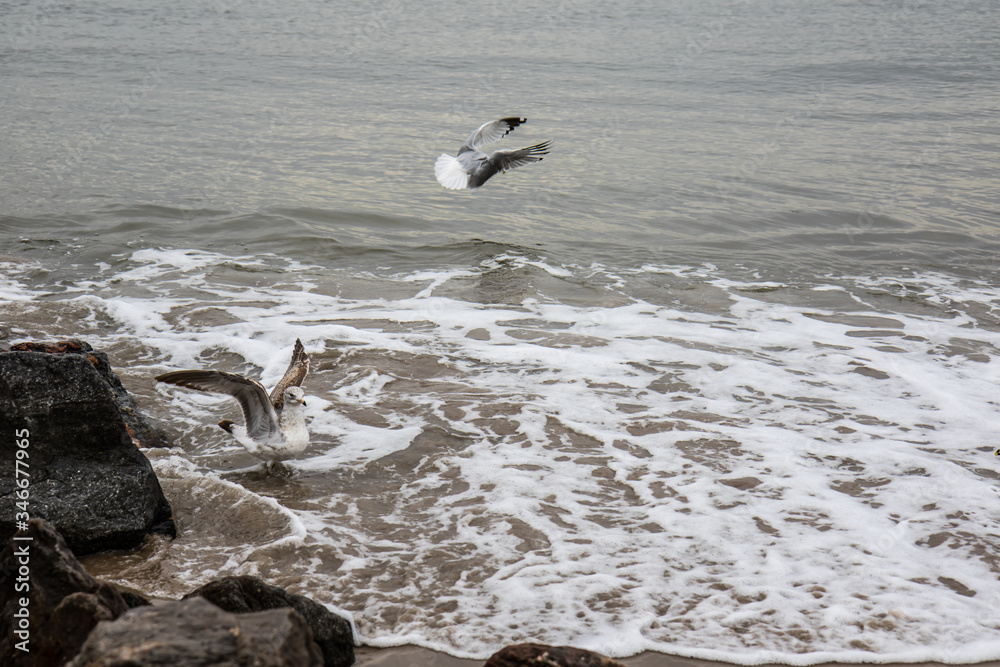 Fototapeta premium seagulls on the beach