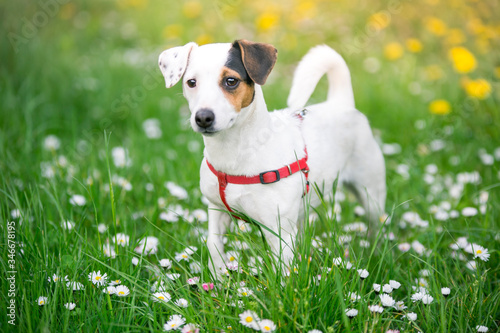 Jack russel terier na łące pełnej stokrotek