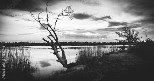 Crow on a dead tree by the lake, black and white photo