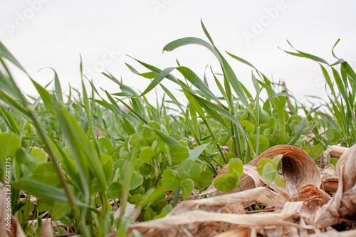 Close-up of ryegrass and clover growing in corn stubble in an agricultural field. photo