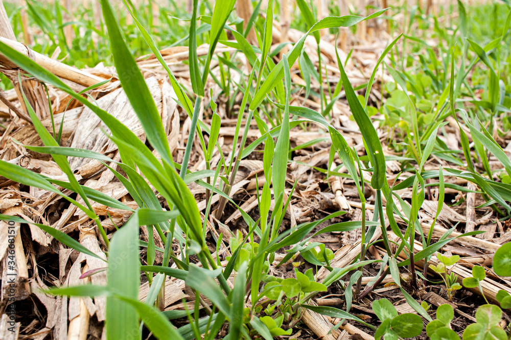 Close-up of perennial ryegrass and clover cover crop growing between rows of corn stubble in the spring. Close-up of perennial ryegrass and clover cover crop growing between rows of corn stubble in the spring.