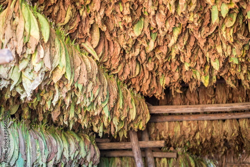 hojas de tabaco secándose en el valle de viñales cuba photo
