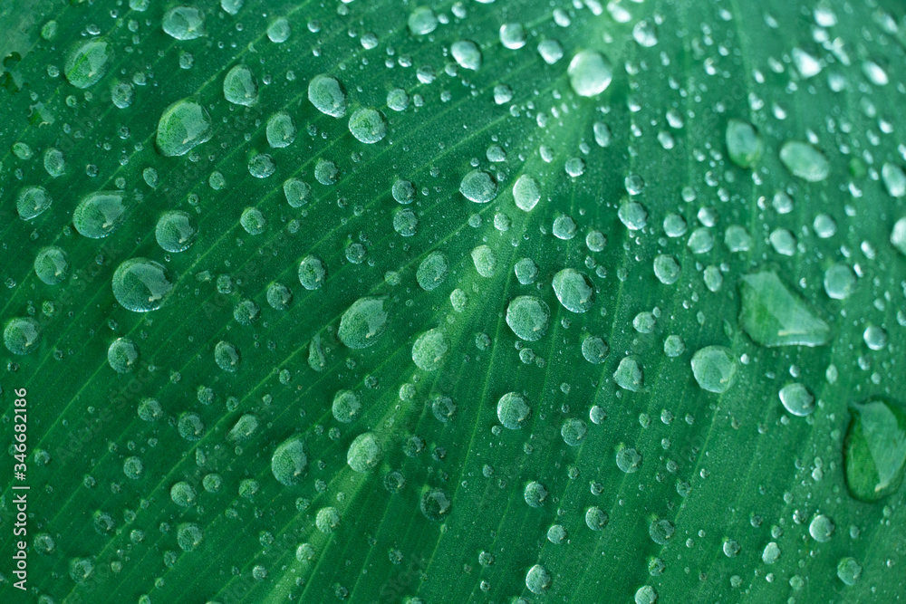 rain water drop on green leave in spring garden nature background