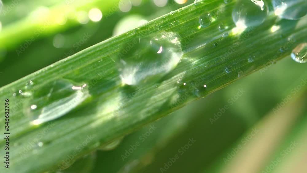 Green grass in nature with raindrops