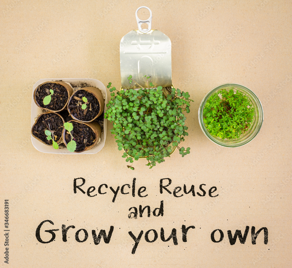Top view of recycled toilet roll tubes, reused tin and jar used to grow ...