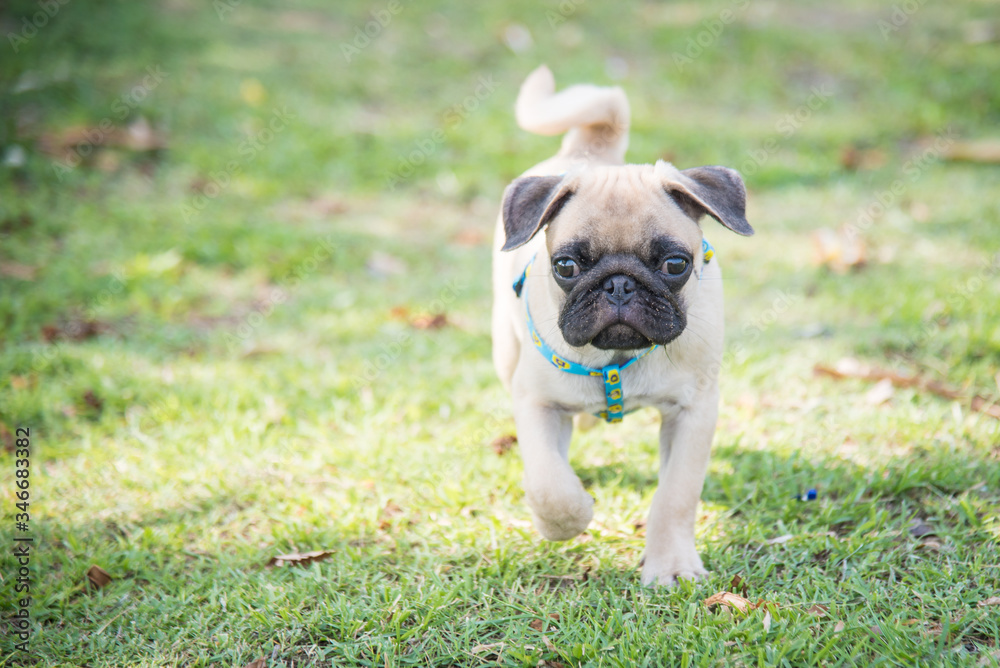 Funny pug dog playing on grass. Funny pug dog playing on grass.