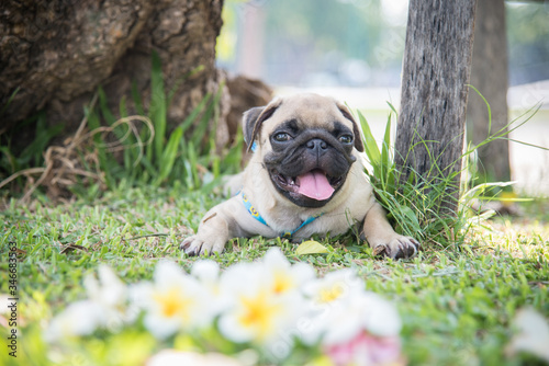Funny pug dog playing on grass.