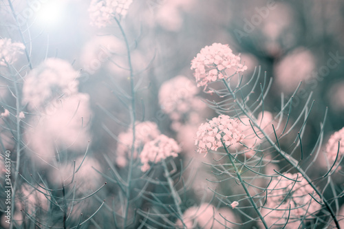 Fototapeta Naklejka Na Ścianę i Meble -  plants with white flowers growing on summer meadow at sunny day