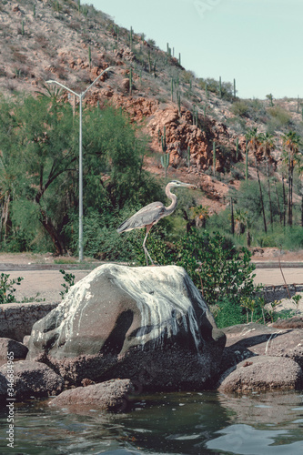 Blue heron is sitting on the stone. Santa Rosalia river. Mulege. Baja california Sur. Mexico.