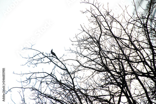 A bird looking at the sky alone in the branches of a tree