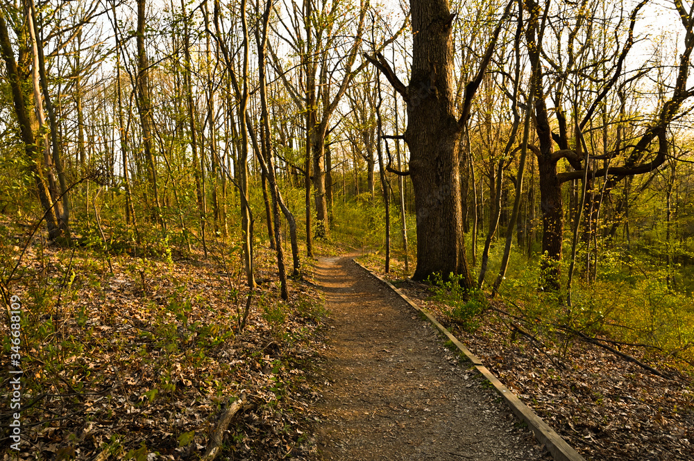 sunset in the the woods sunset in the the woods