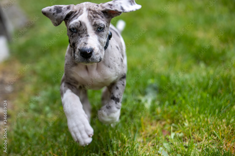 Obraz premium Gray Great Dane Puppy Dog