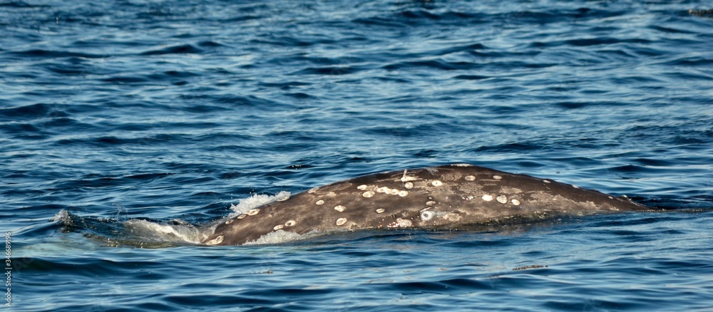 Fototapeta premium humpback whale tail