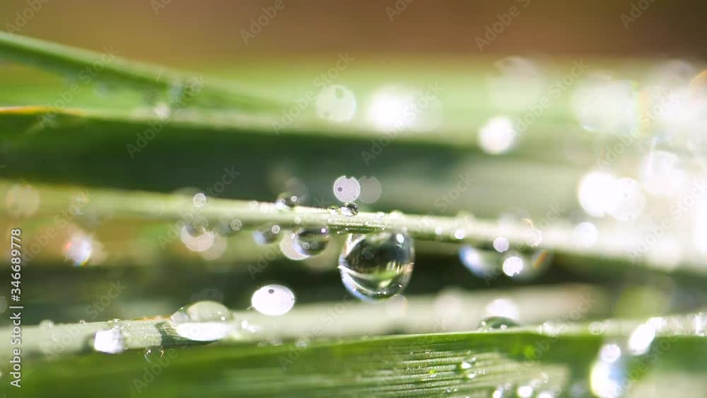 Green grass in nature with raindrops Green grass in nature with raindrops