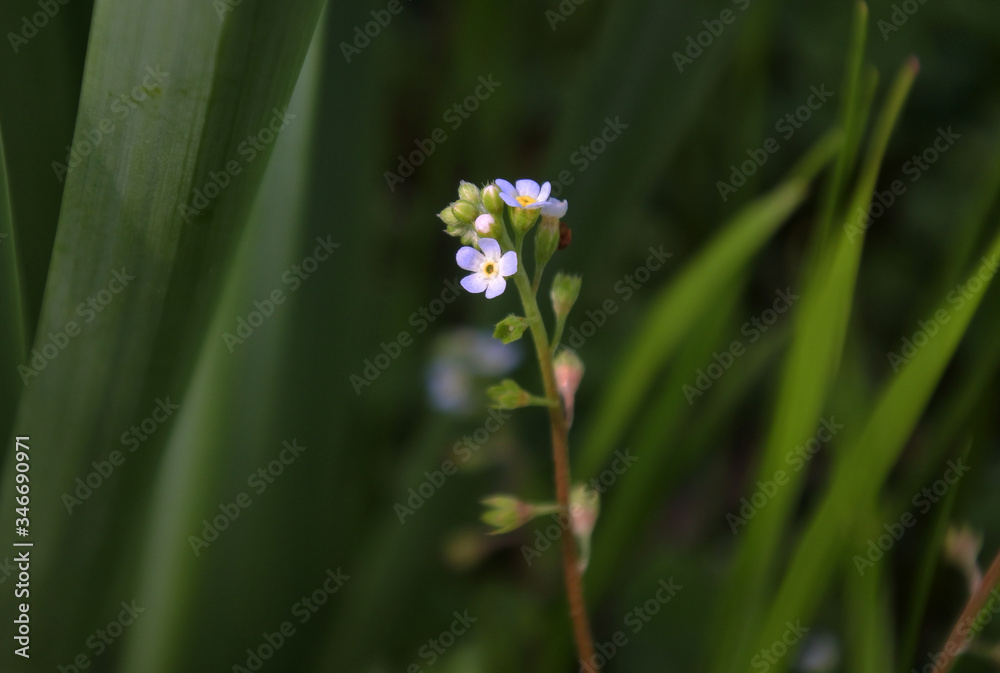Fototapeta premium Cucumber herb with micro sized flowers.