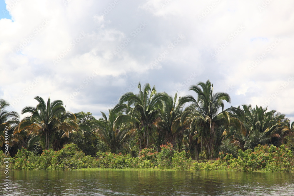 Landscape of Amazon rainforest coconut palm tree in Brazil