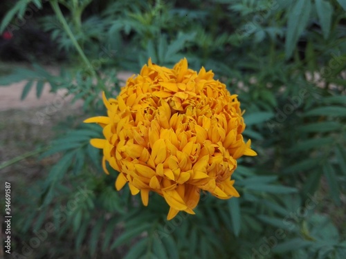 yellow flower in the forest photo