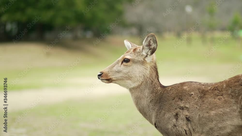 Young Deer Standing At The Nara Park In Nara, Japan. - close up shot Young Deer Standing At The Nara Park In Nara, Japan. - close up shot