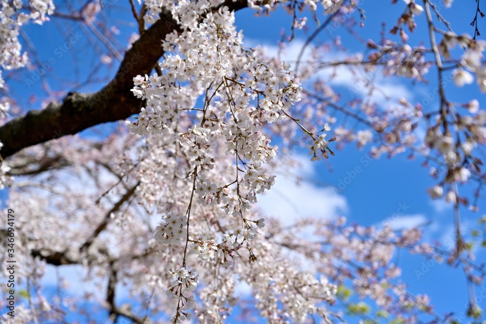 青空バックに咲く満開の枝垂れ桜