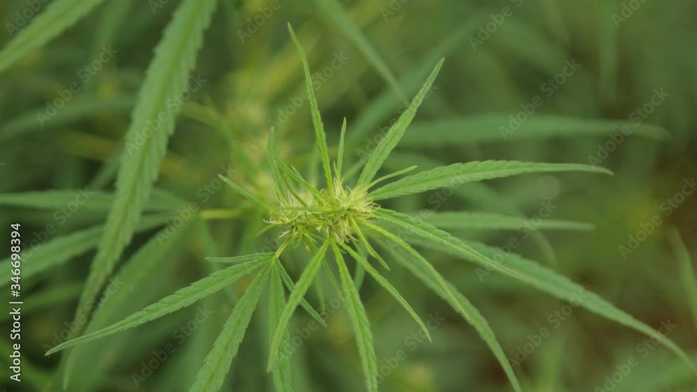 Close up of beautiful Cannabis plant in garden, daylight and green background
